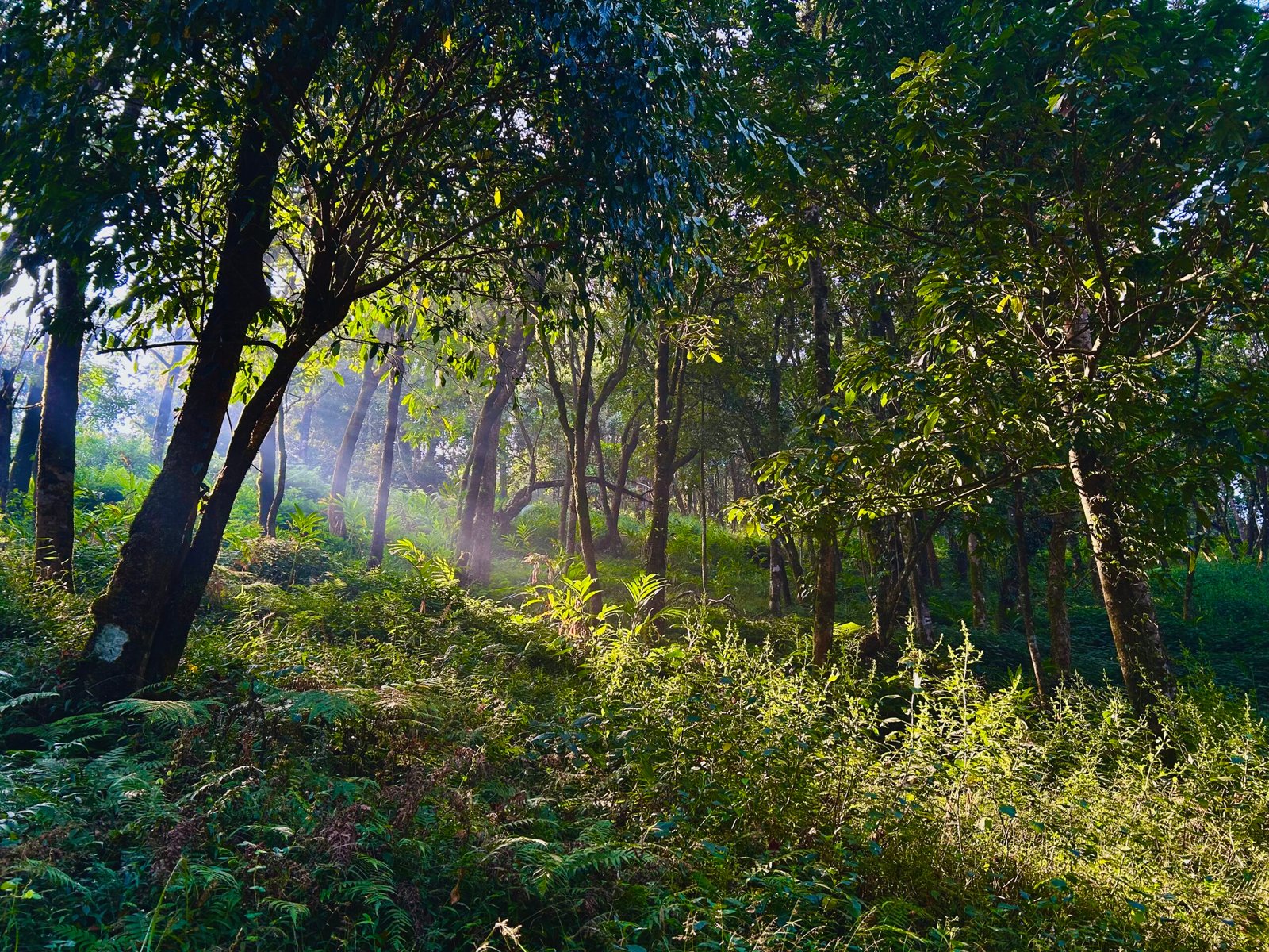 Tadiandamol Weekend Trek from Bangalore