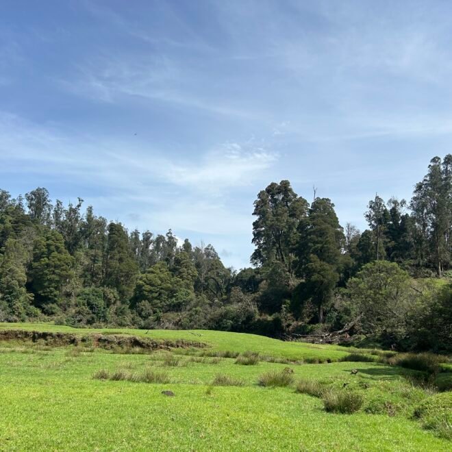 Parson Valley Trek | Shola Forests and Wildlife in the Nilgiris