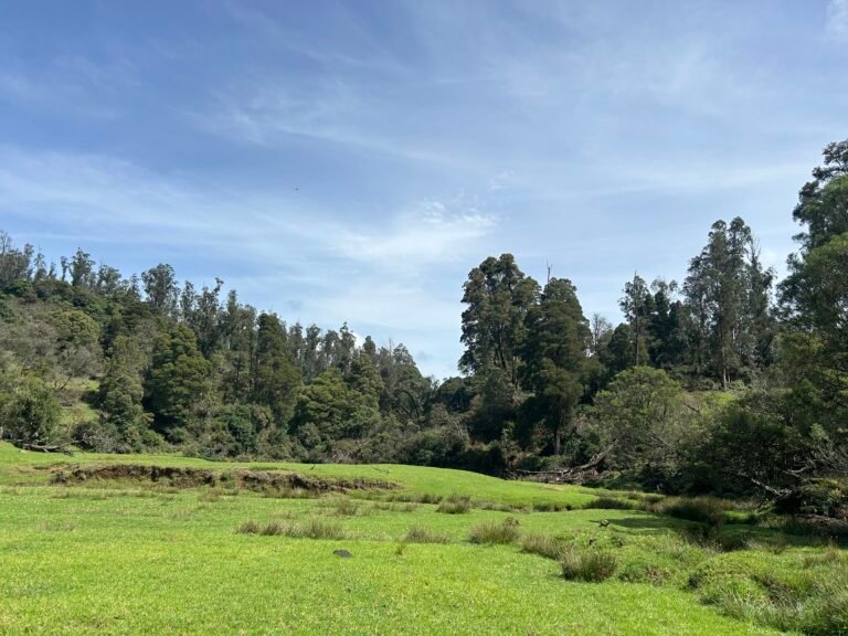 Parson Valley Trek | Shola Forests and Wildlife in the Nilgiris
